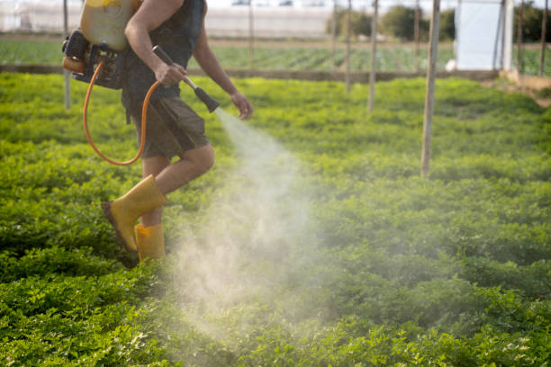 Wasp Removal Services in Mclendon Chisholm, TX