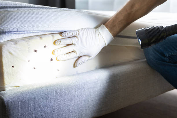 Best Termite Control Services  in Mclendon Chisholm, TX