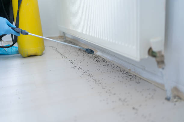 Best Wasp Removal Services  in Mclendon Chisholm, TX